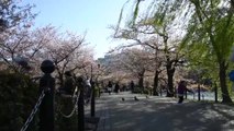 Tokyo'daki Ueno Parkı Doğal Güzellikleriyle Ziyaretçileri Büyülüyor