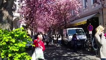 Bonn cherry blossoms