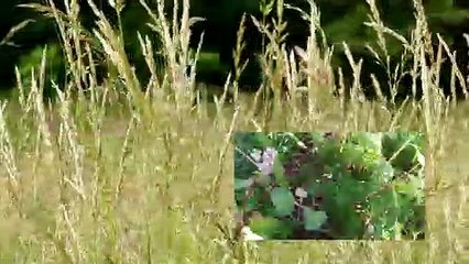 GIEE et 30 000 : Que sont ces dispositifs ?