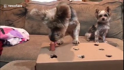 Dog plays 'whack-a-mole' with tasty sausage treats