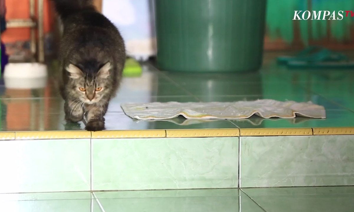 Elfi, Perempuan Bercadar Penyelamat Kucing Liar