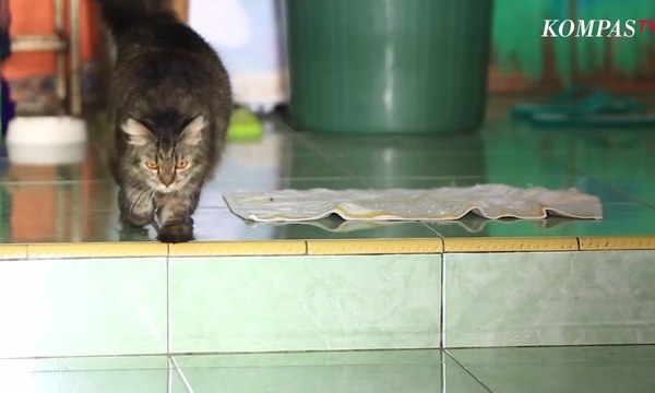 Elfi, Perempuan Bercadar Penyelamat Kucing Liar