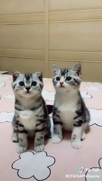 Dancing Kittens