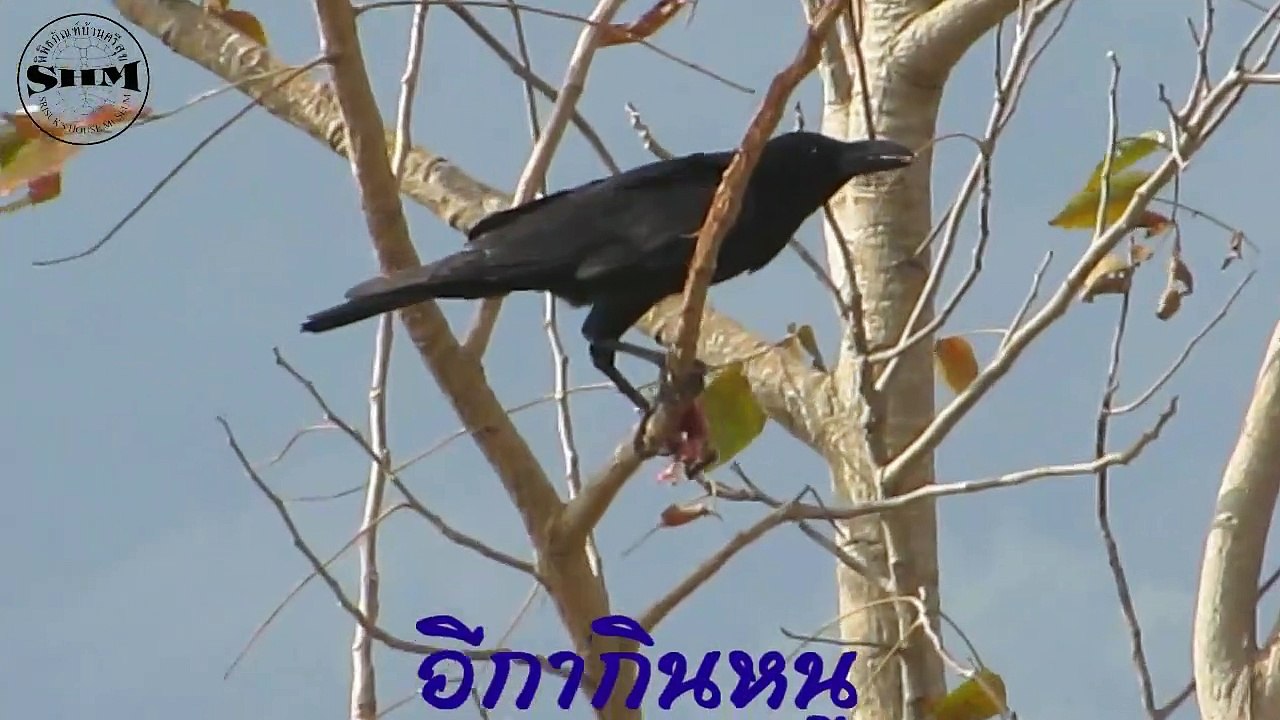 อีกากินหนู