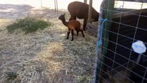 Baby Alpaca Takes First Steps