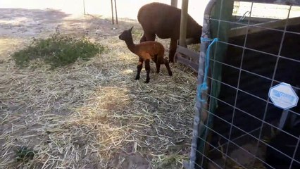 Baby Alpaca Takes First Steps