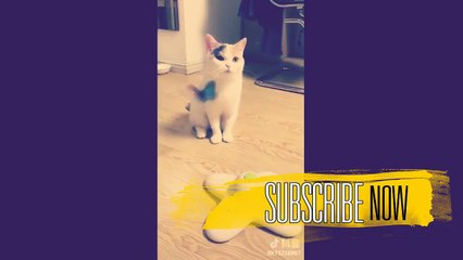 CUTEST CATS AND KITTENS! HAVE A GOOD LAUGH!