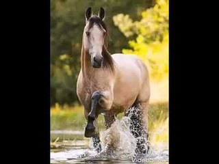سفرهم طال-فهد بلان-روائع
