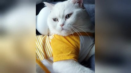 Cat uses massager for pampering back rub