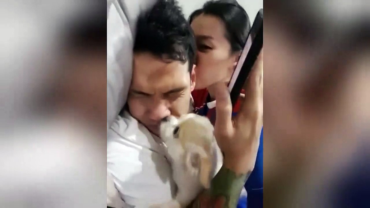 'Jealous' chihuahua competes for owner's attention