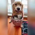 فيديو يذيب القلوب كلب يعتني بقطط صغيرة كأنهم ابنائه