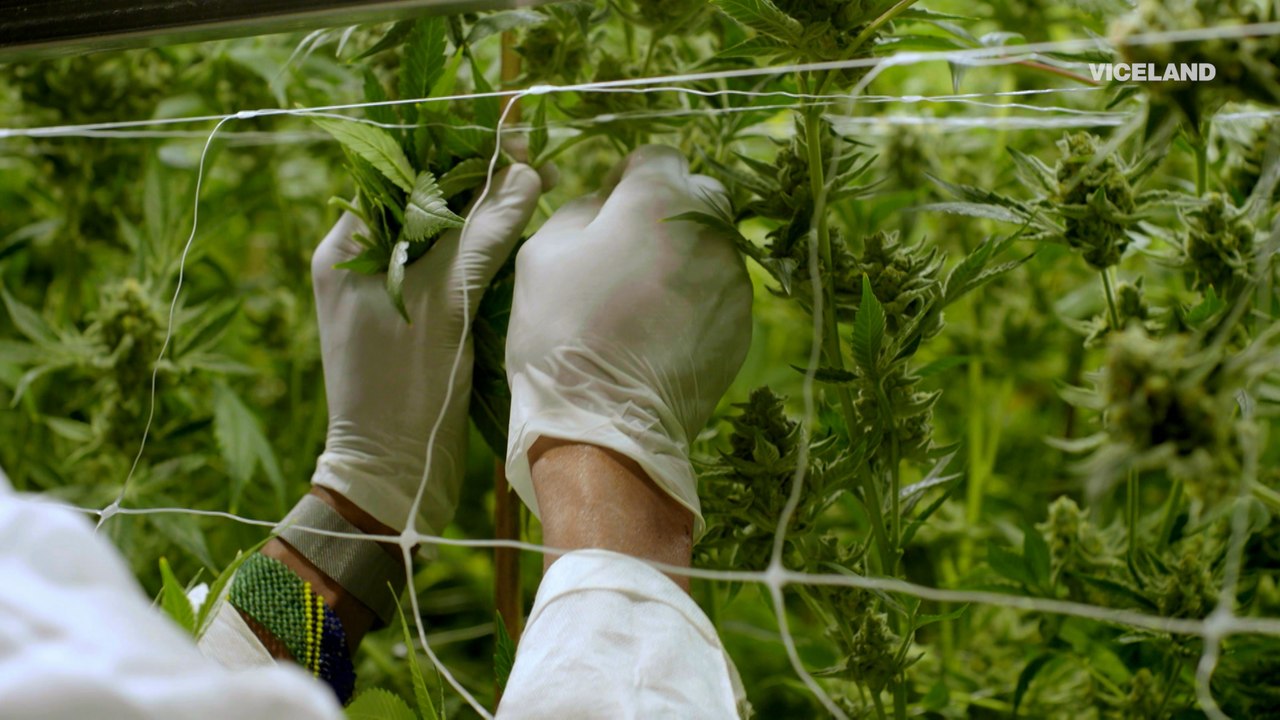 WEED WEED 2019 : Trailer