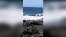 Nuevo varamiento de cetáceo en el sur de Tenerife