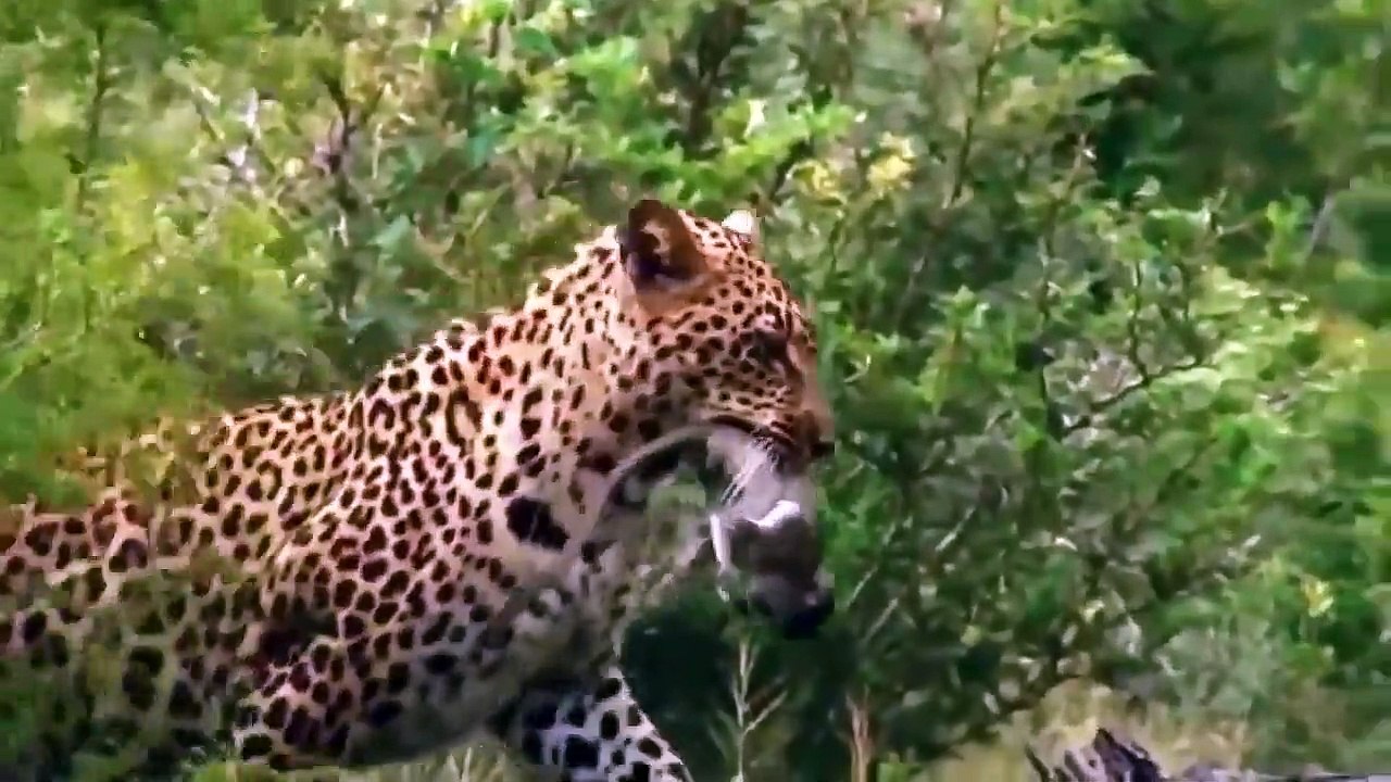 Leopard Hunts Monkey on the Tree