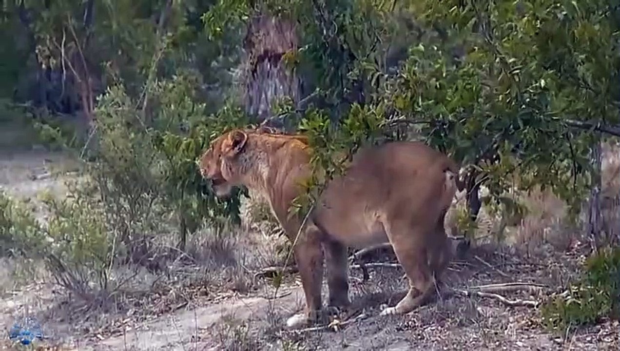 Lion Attacked by Pack of Hyenas - Video Dailymotion