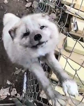 Un renard pas comme les autres fait tout pour recevoir des caresses. Regardez !