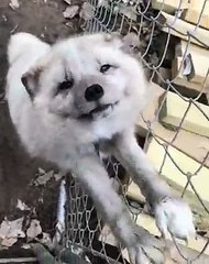 Un renard pas comme les autres fait tout pour recevoir des caresses. Regardez !