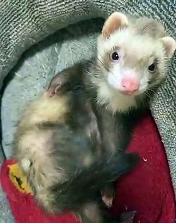 Ce furet fait une drôle de chose avec ses pattes. Regardez !