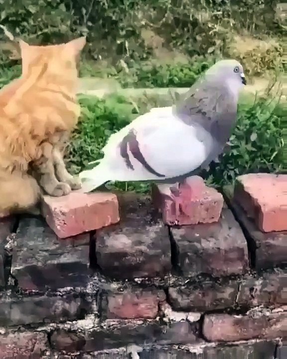 Quand un chat se bat avec un oiseau. Hilarant !