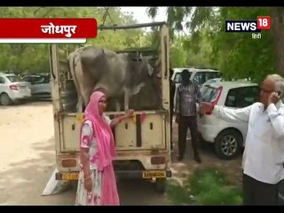 मालिकाना हक को लेकर गाय की हुई कोर्ट में पेशी, कुर्सी से उठकर बाहर आए मजिस्ट्रेट