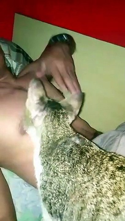 CAT MASSAGE ANYONE?