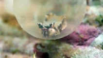 Flamboyant Cuttlefish Eggs Hatching