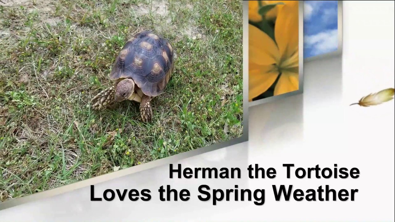 Herman the Tortoise Likes Springtime