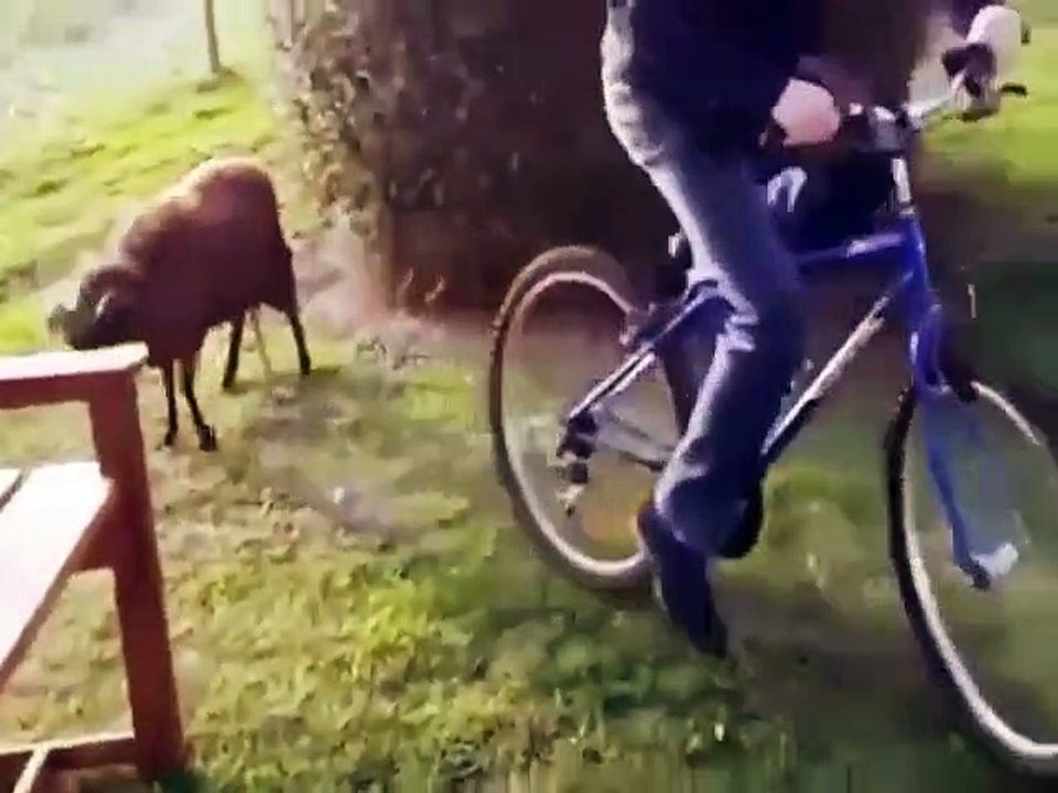 Quand on heurte un bélier avec un vélo. Sa réaction est à mourir de rire !