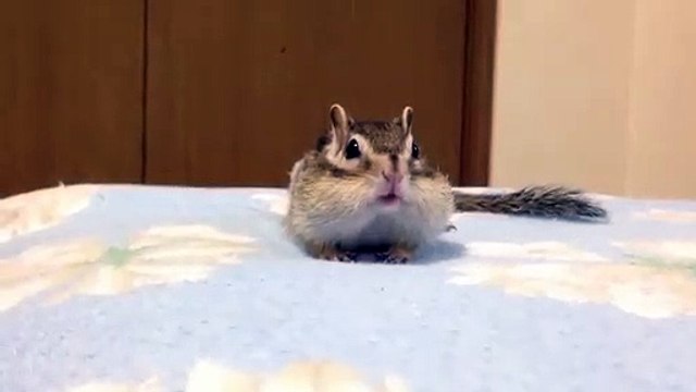 Quand un tamia a faim, voici ce que ça donne. Hilarant !