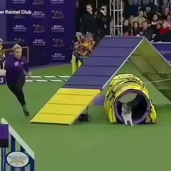 Les prouesses accomplis par ce petit chiot vont vous choquer. Incroyable !