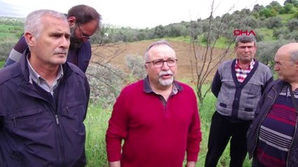 İzmir Ödemiş'te Yol İçin Zeyin Ağaçlarının Köklenmesine Tepki