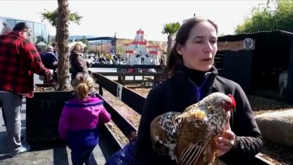 Des poules et des moutons au centre commercial Waves