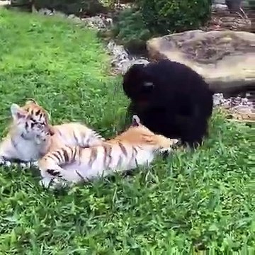 Quand un petit chimpanzé embêtent deux jeunes tigres, voici ce que ça donne. Trop drôle !
