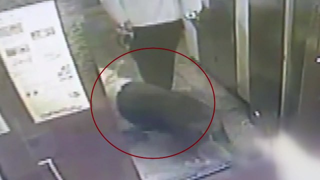 또 개가 사람 물어... 법 규정 너무 느슨 / YTN