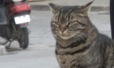 'Türkler kedileri neden bu kadar çok seviyor?'