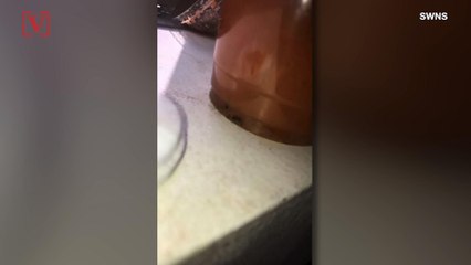 College Student Reportedly Discovers Crushed-Up Ants in Her Smoothie