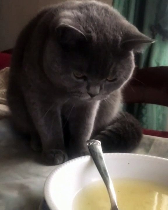 Ce chat boit de la soupe avec une Cuillère. Ahurissant !