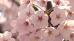 [날씨] 이번 주말 벚꽃 엔딩...휴일 또 태풍급 비바람 / YTN