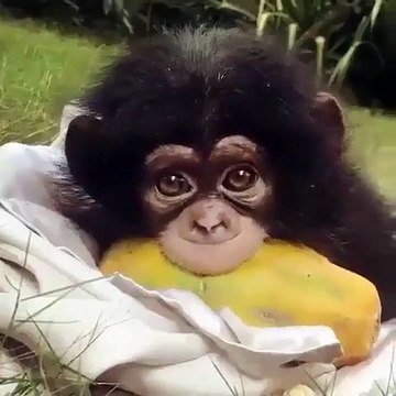 Le regard de ce jeune chimpanzé est tout simplement captivant. Admirez !