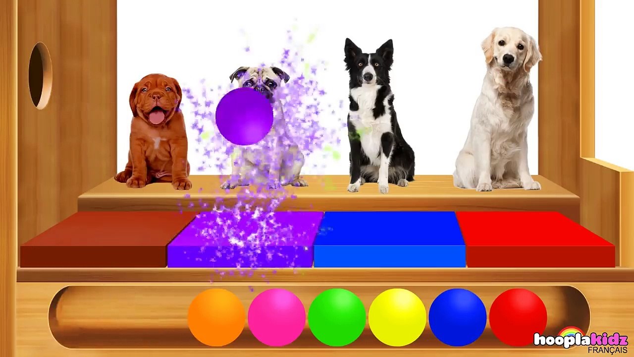 Apprendre les Couleurs Avec Des CHIENS et des XYLOPHONES