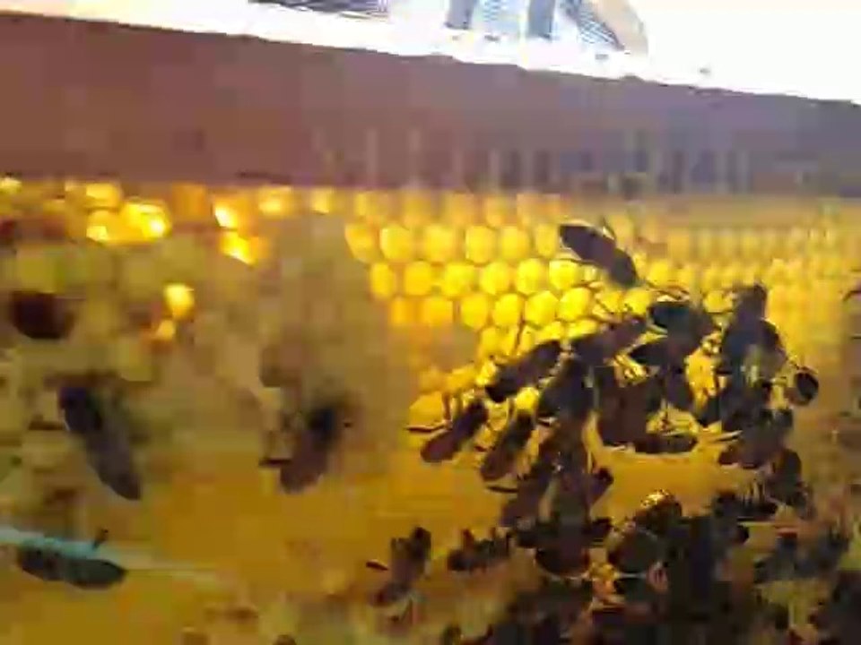 Recherche  de la première ponte des abeilles pour permettre ensuite d'avoir une reine dans la ruche 