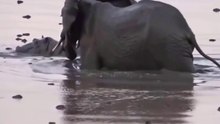 Elefante Se Revolta Contra Hipopótamos E Proteje E Salva Cria