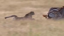 Chitas No Encalço De Zebras