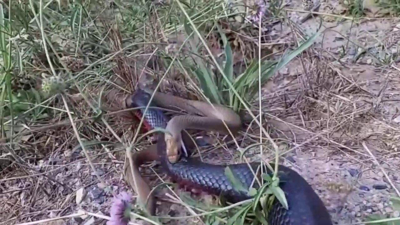 Confrontos E Canibalismo Entre Serpentes