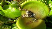 Plantas Carnívoras Até Ratos Apanham