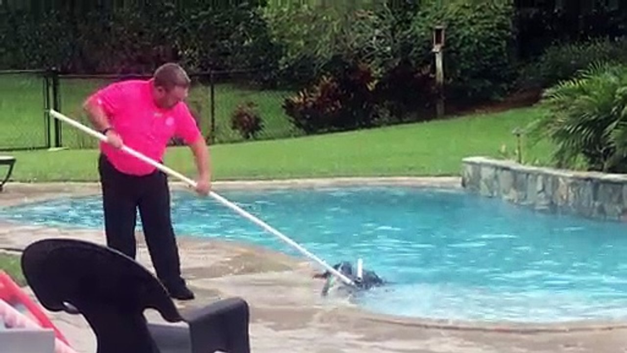 Gator Pulled from Florida Pool