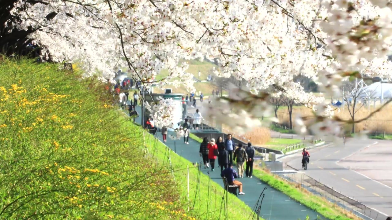 이번 주말 벚꽃 엔딩...휴일 또 태풍급 비바람 / YTN
