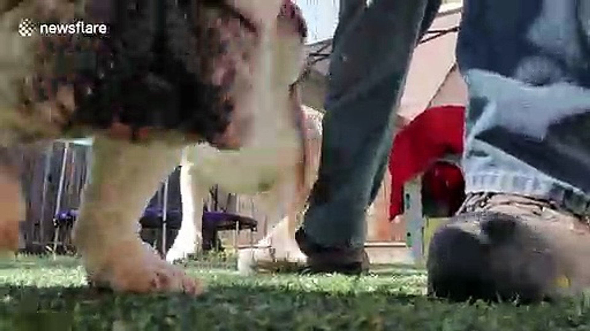 ⁣'Silly boy!' Slobbery pet bulldog snatches owner's phone for fun