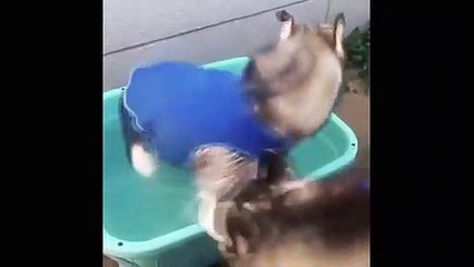 Laughter videos of animals.  Videos of cats and dogs, FUNNY VIDEOS!!