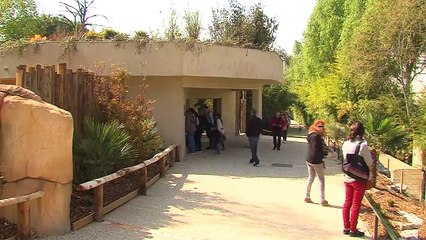 Les diables de Tasmanie sont arrivés